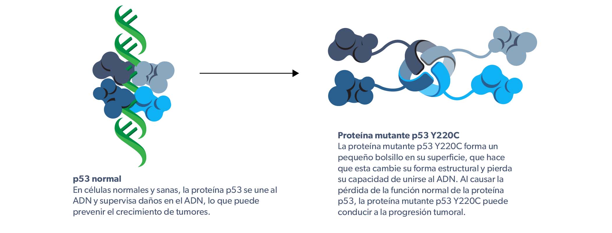 Normal p53 and Y220C mutation