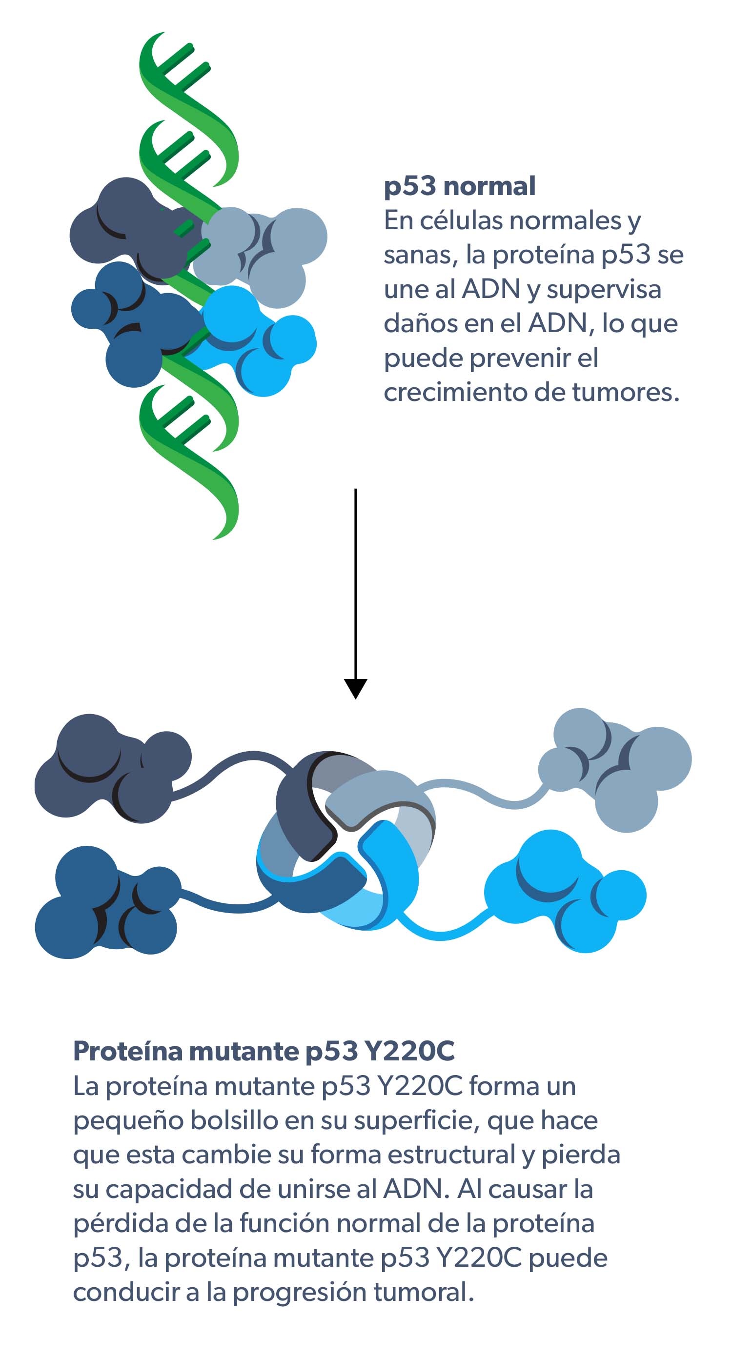 Normal p53 and Y220C mutation