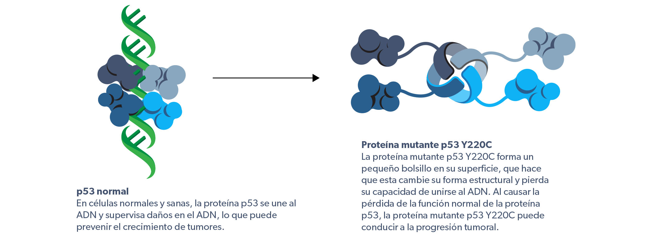 Normal p53 and Y220C mutation