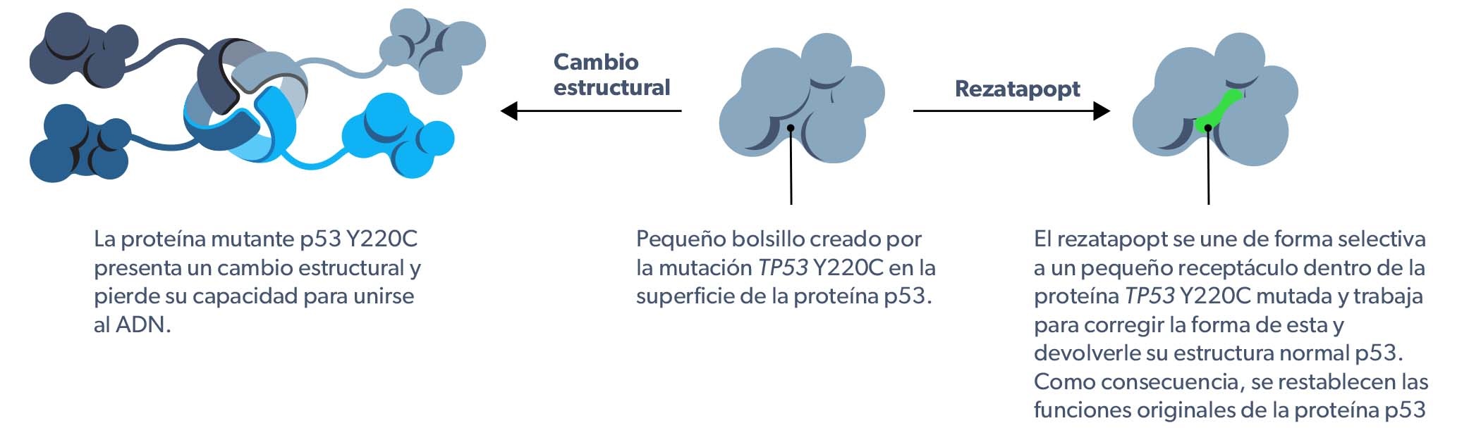 PC14586 mechanism of action