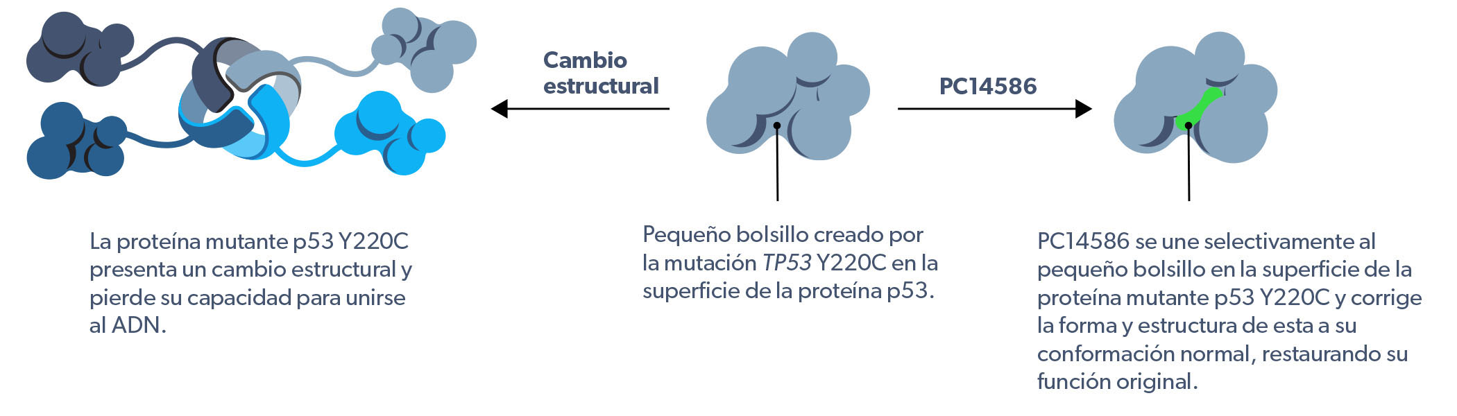 PC14586 mechanism of action