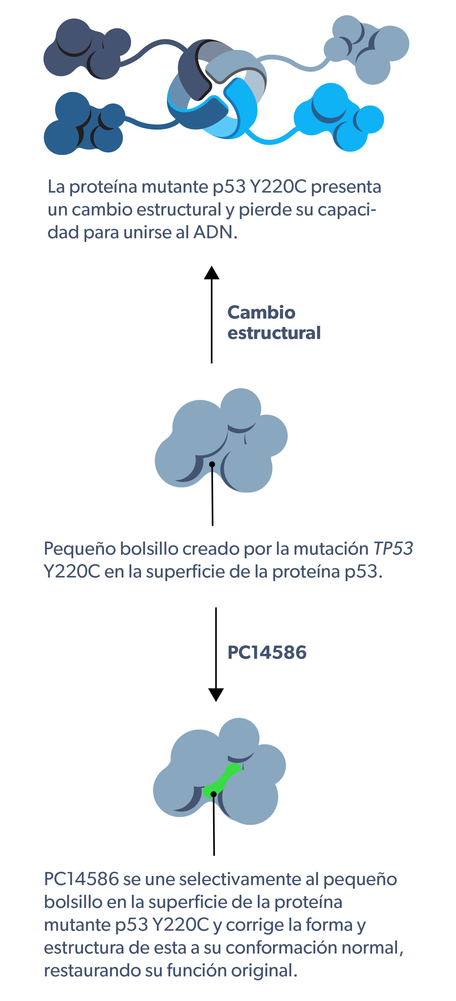 PC14586 mechanism of action