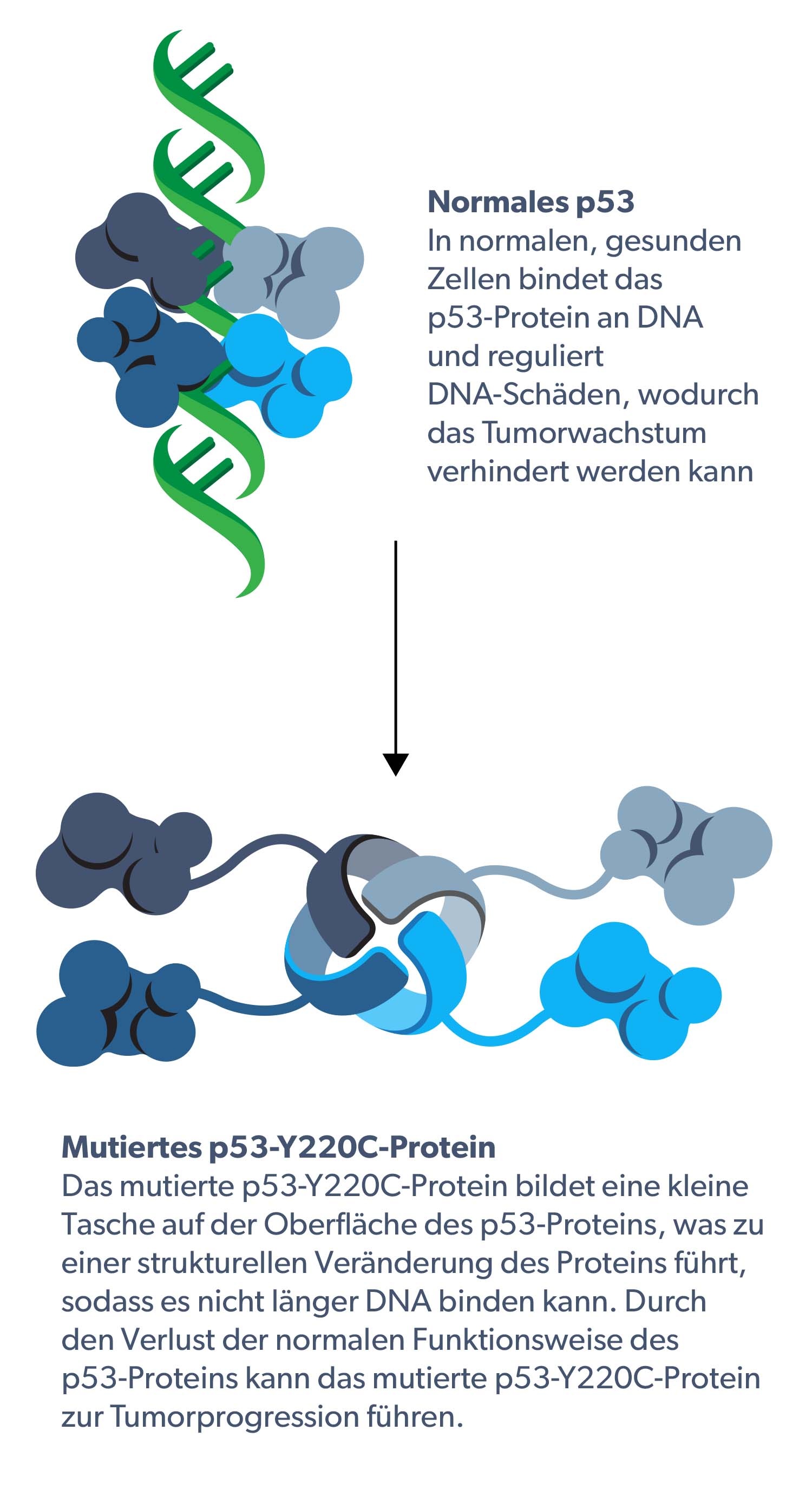 Normal p53 and Y220C mutation