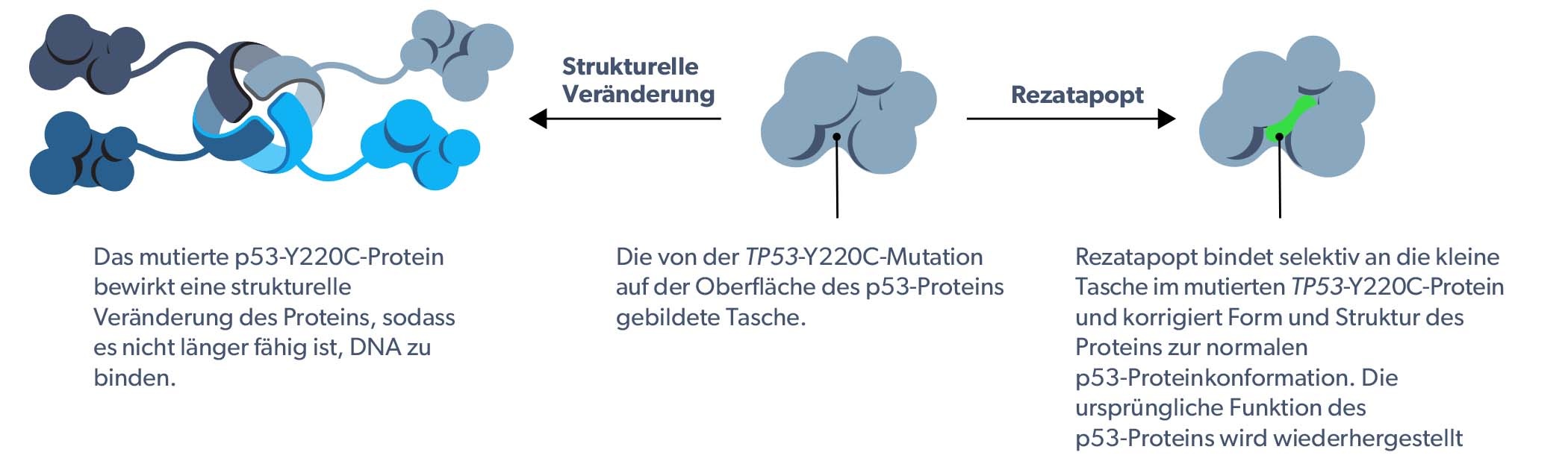 PC14586 mechanism of action