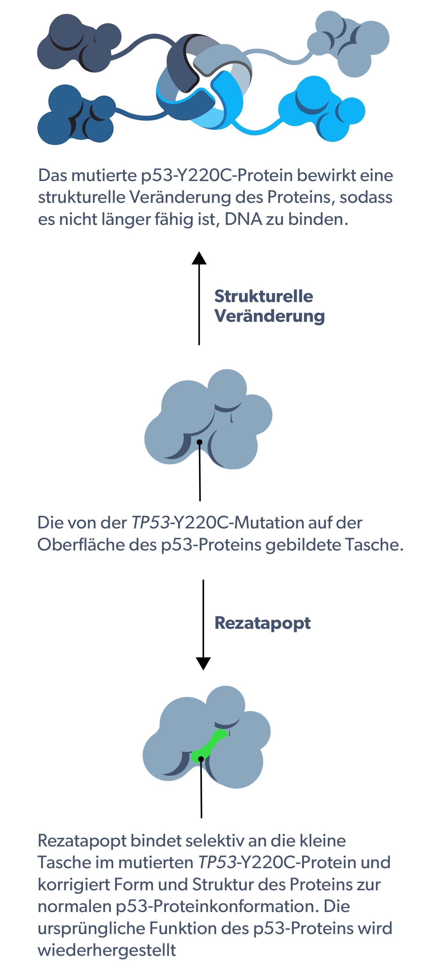 PC14586 mechanism of action