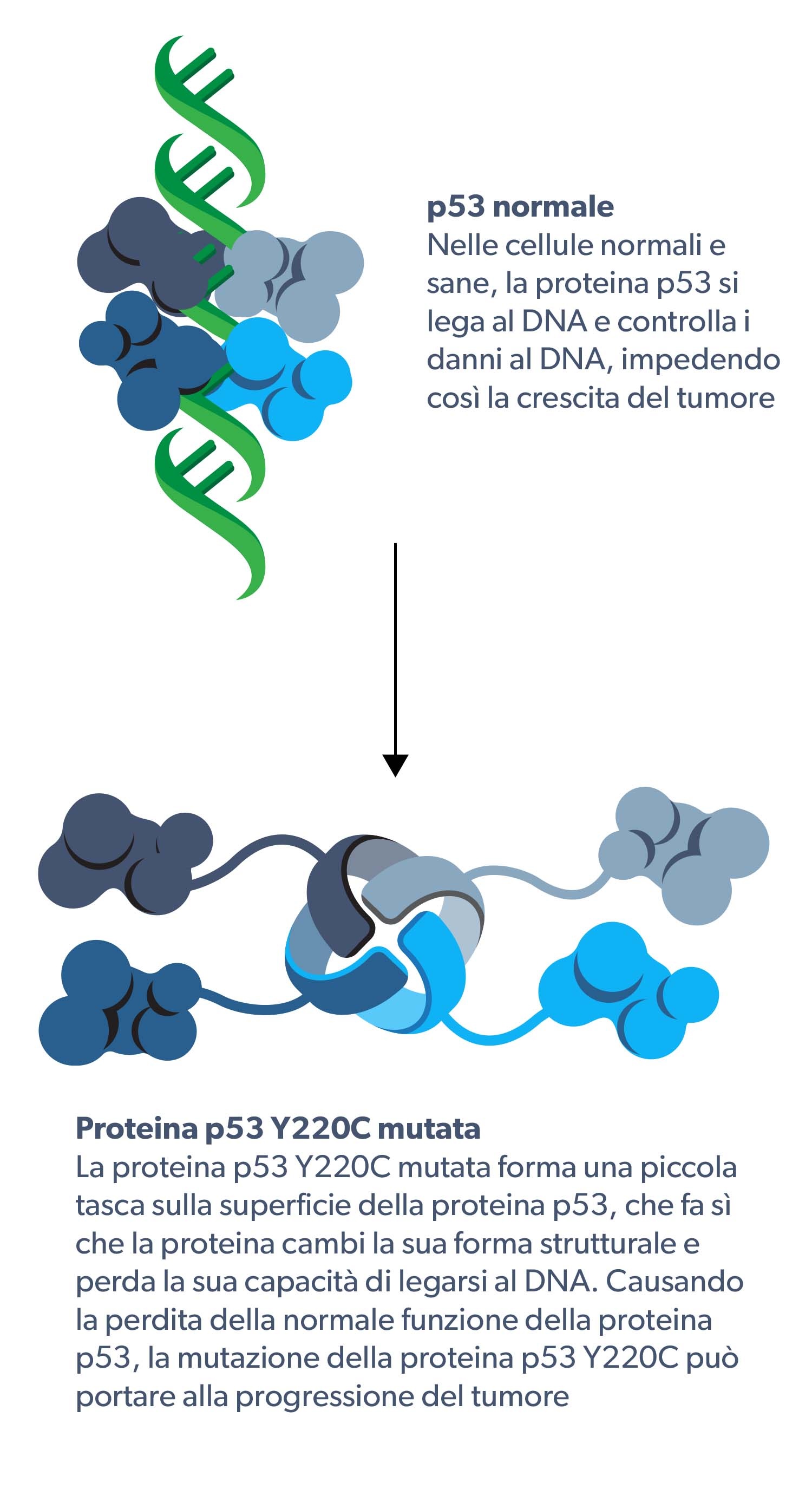 Normal p53 and Y220C mutation