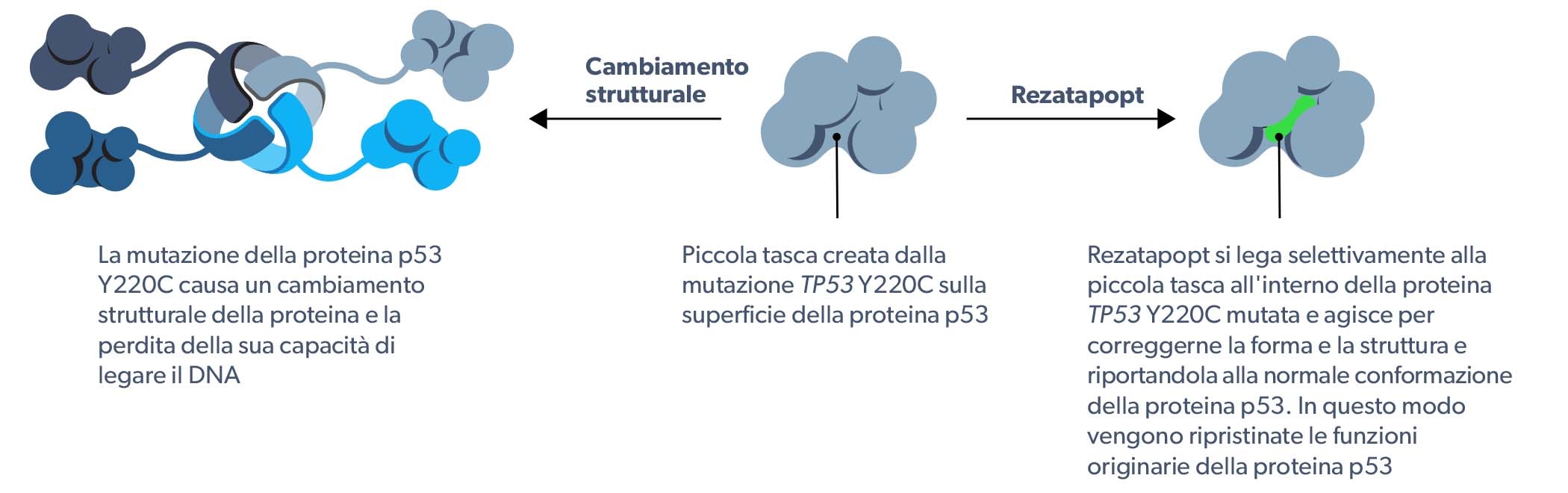 PC14586 mechanism of action