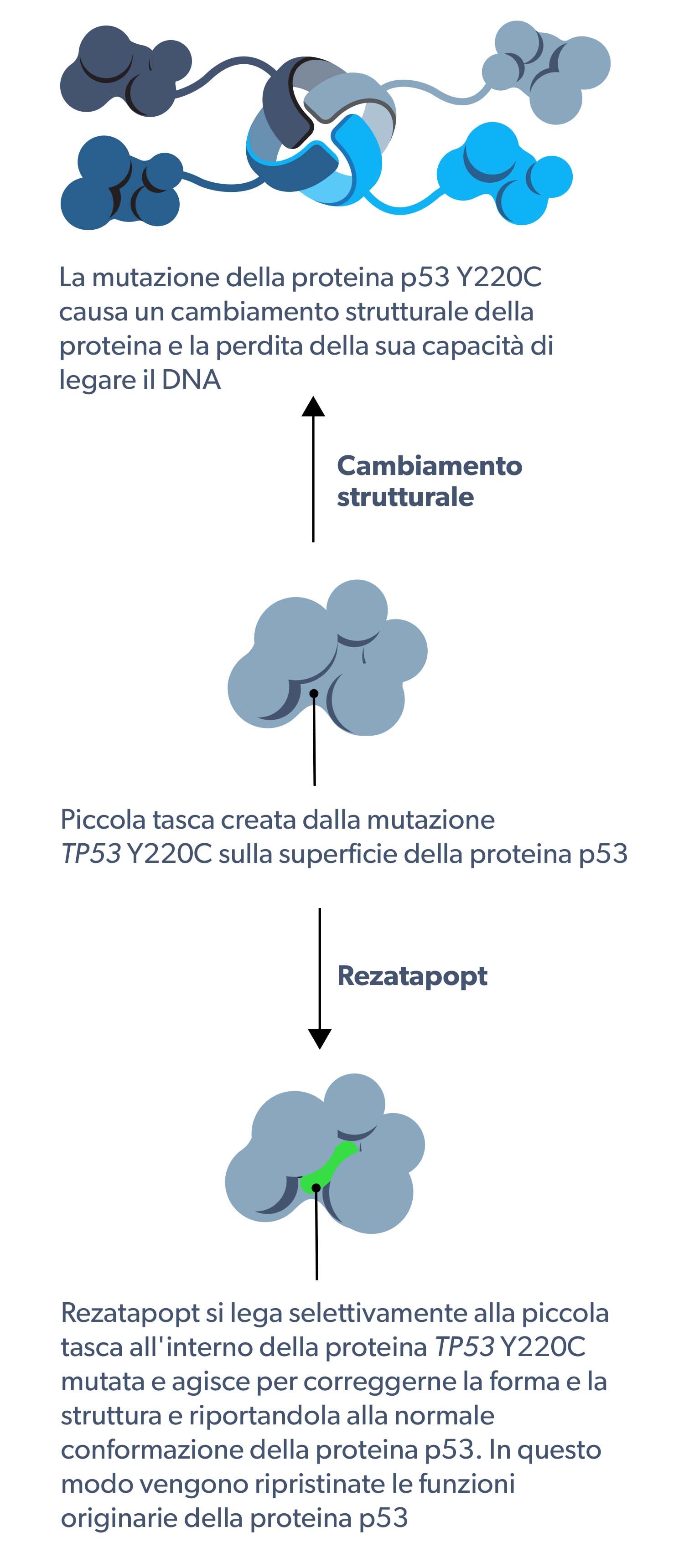 PC14586 mechanism of action