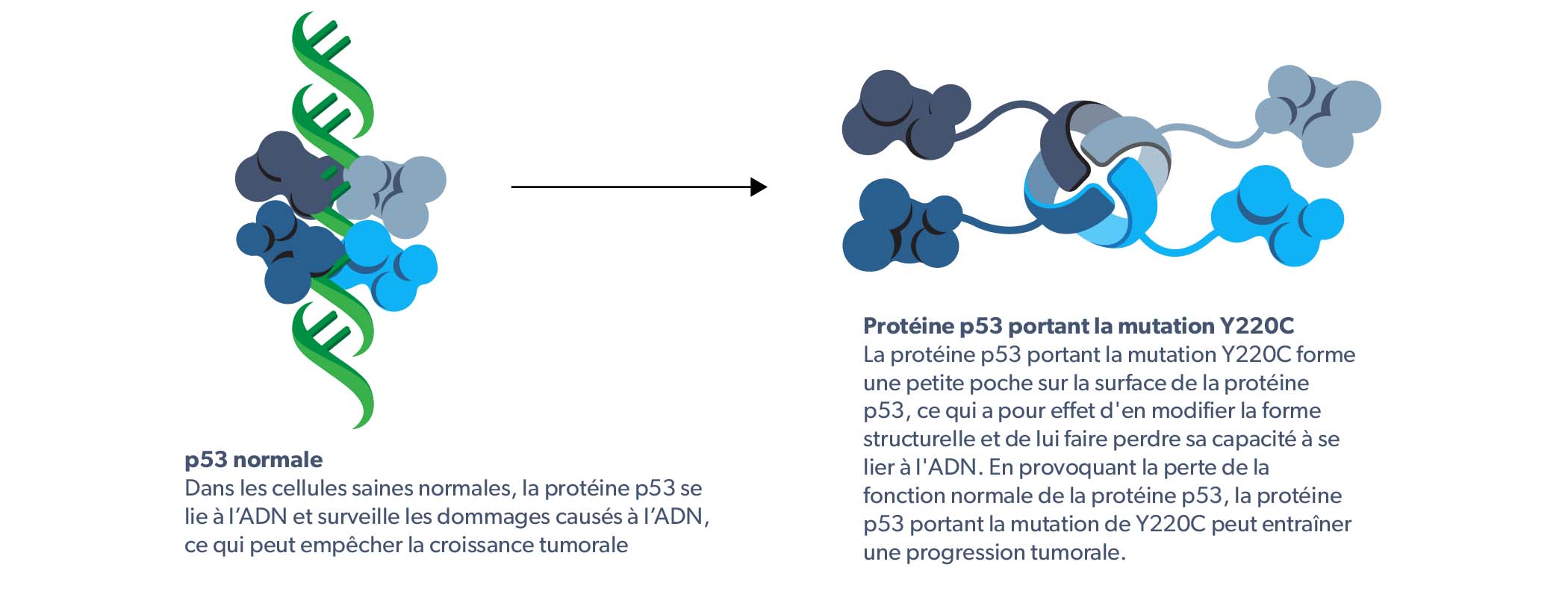 Normal p53 and Y220C mutation