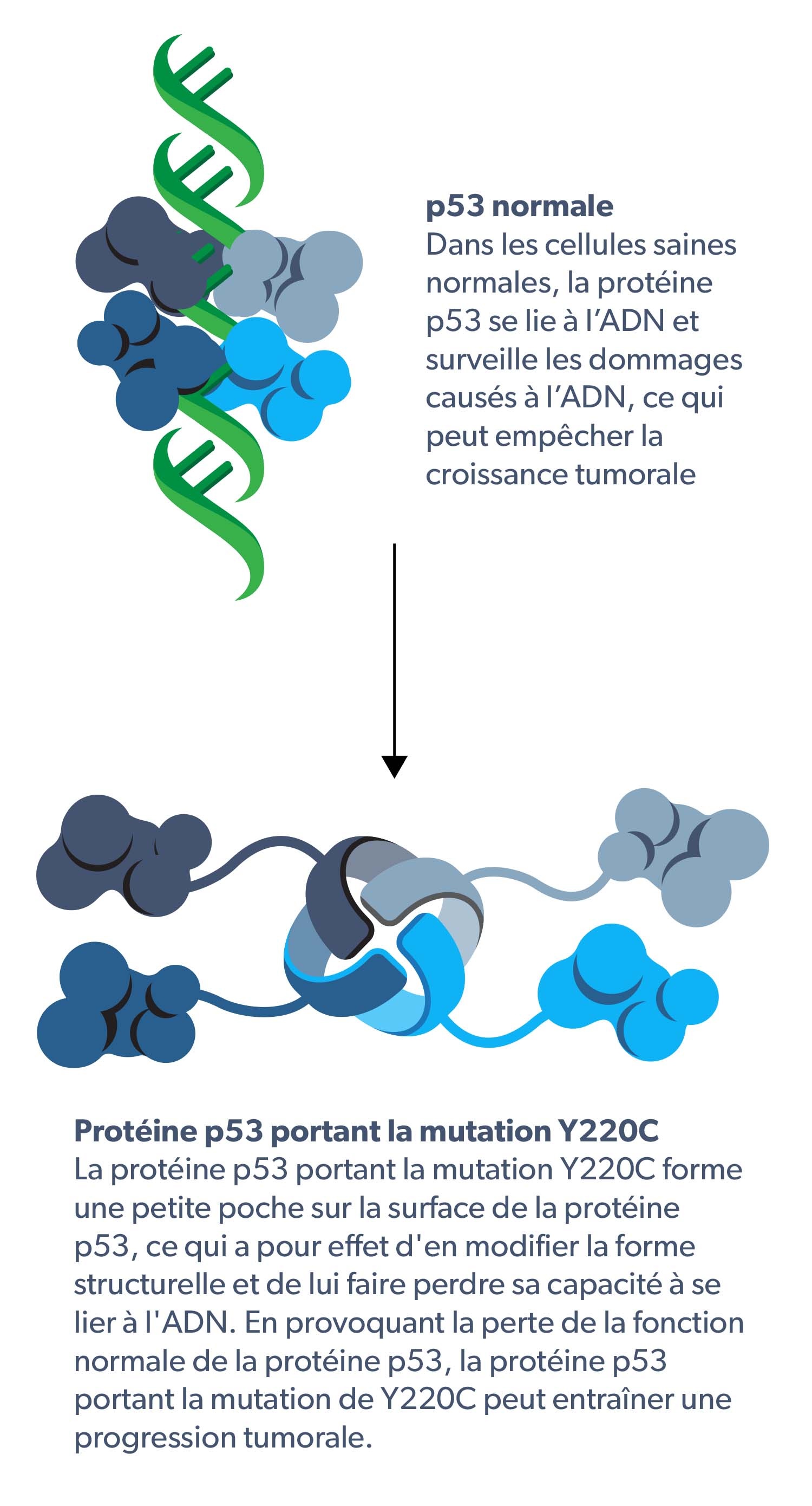 Normal p53 and Y220C mutation