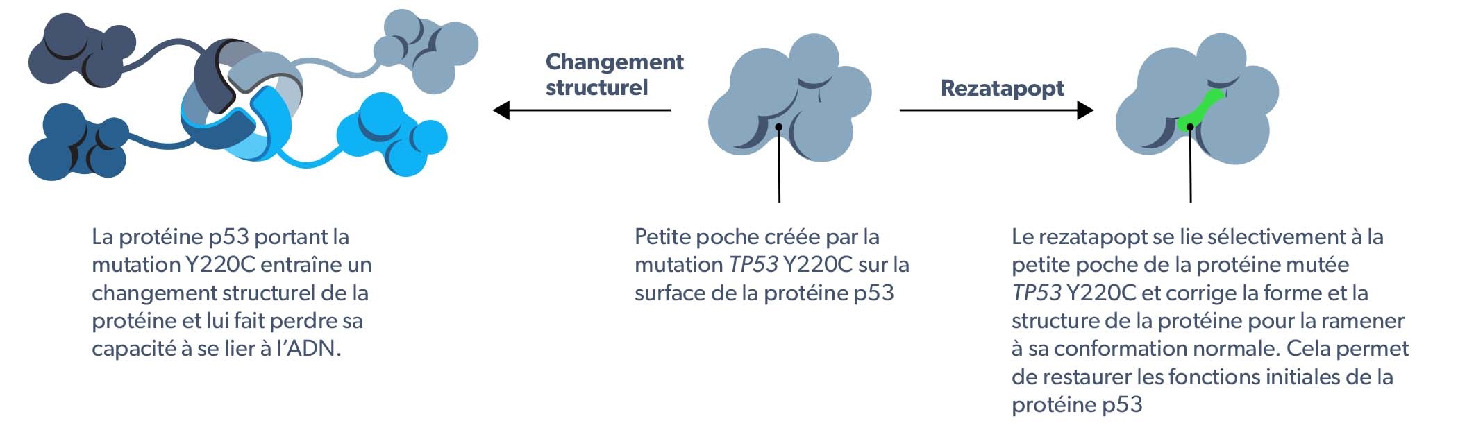 PC14586 mechanism of action