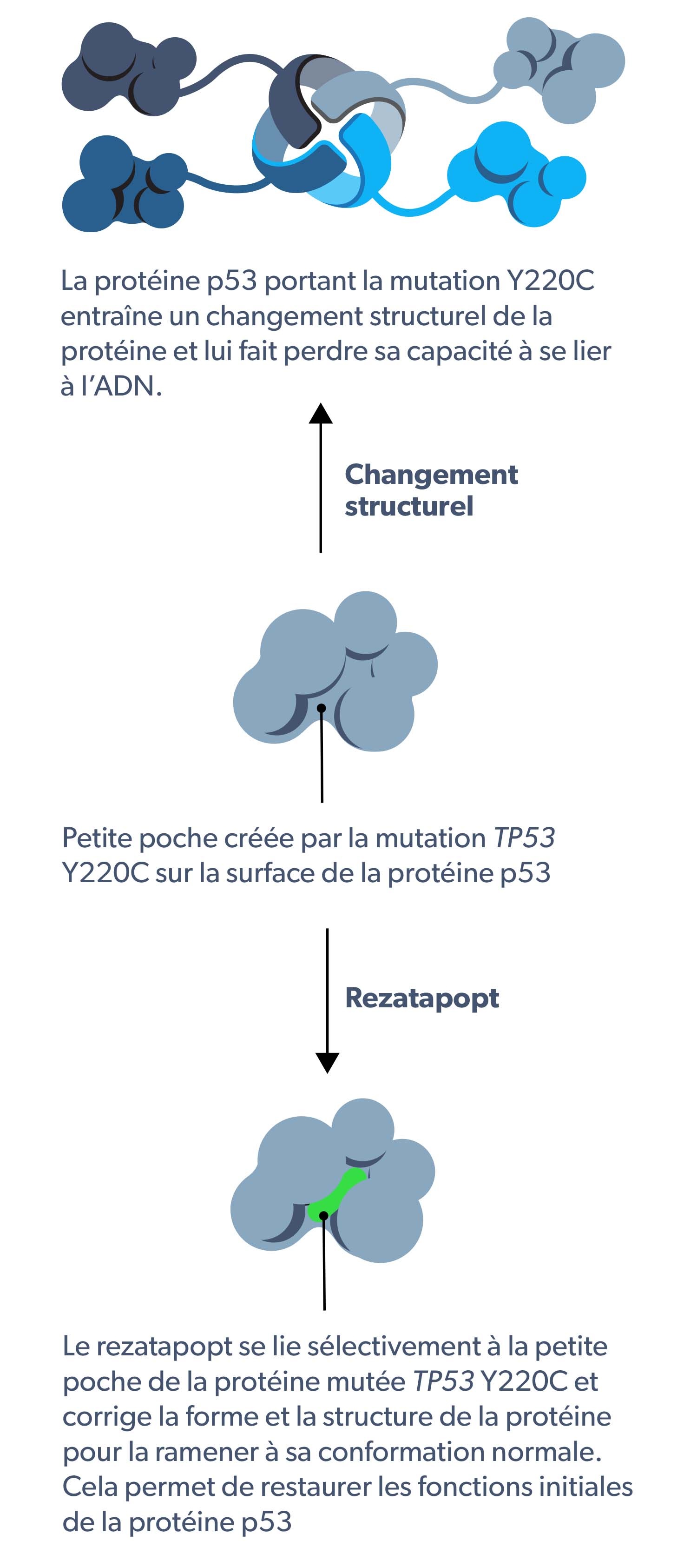 PC14586 mechanism of action