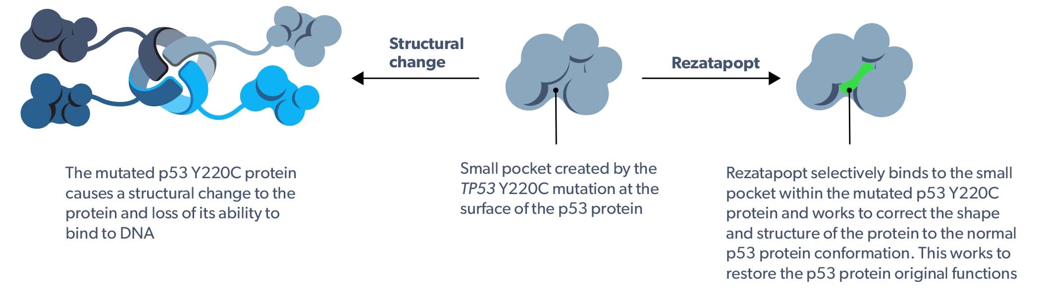 Rezatapopt mechanism of action