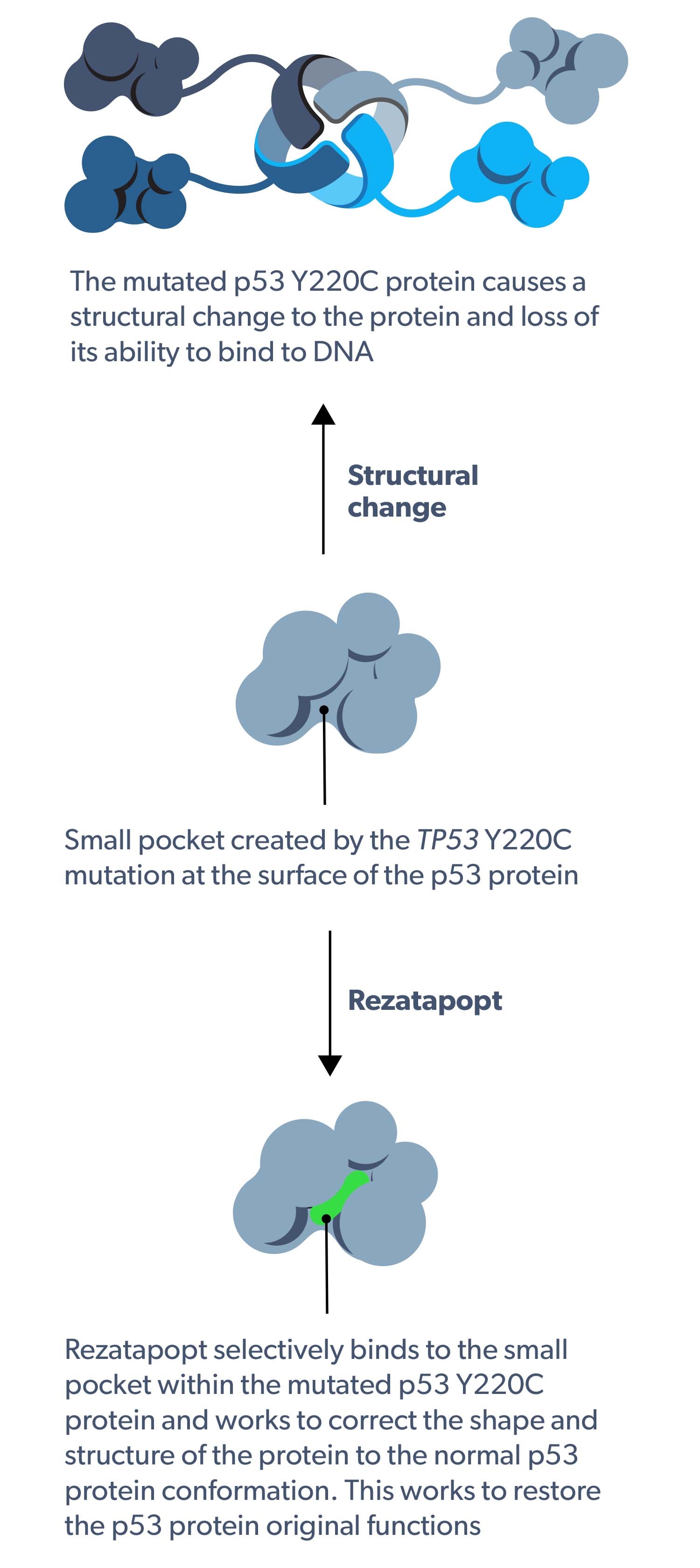 rezatapopt mechanism of action